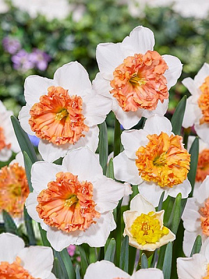 Цибулина TUBERBULB Export B.V. нарциса Хунгаріан Рапсоді 2 шт.