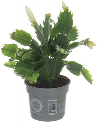 Растение комнатное Шлюмбергера микс 9x15 см