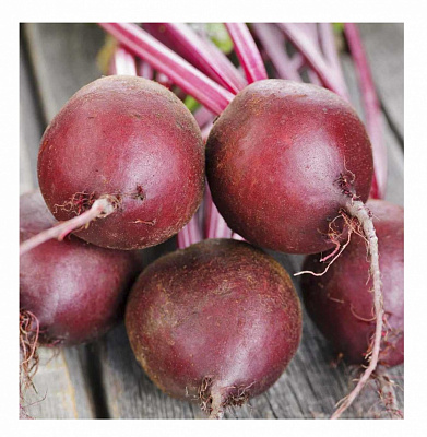 Семена Професійне насіння свекла Ред Сан F1 3г (4823058208497)