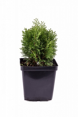 Рослина Туя С3