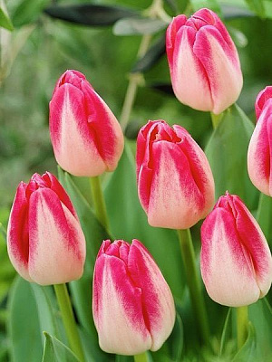 Луковица TUBERBULB Export B.V. тюльпана триумф Пейдж Полка 3 шт. 