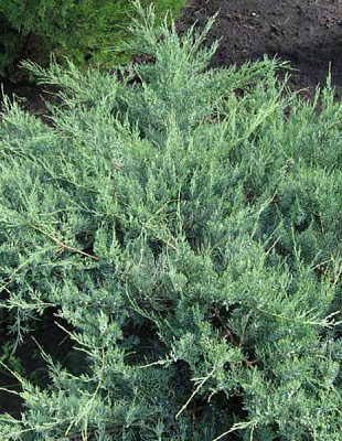 Растение Можжевельник виргинский Хетц С2