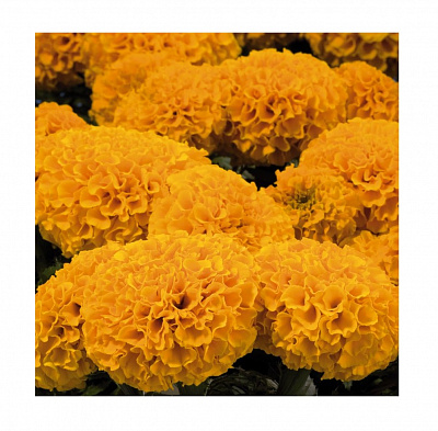 Семена Професійне насіння бархатцы прямостоячие Дискавери F1 оранжевые 10 шт. (4823058203409)