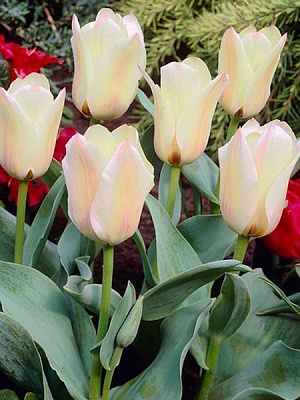 Цибулина TUBERBULB Export B.V. тюльпана Грейга Альбіон Стар 3 шт.