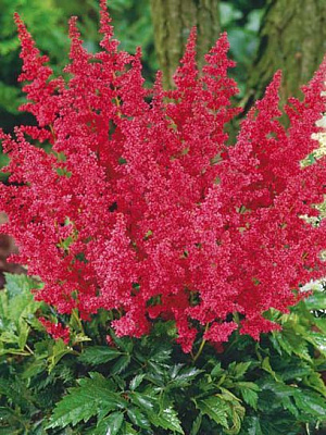 Кореневище астільби червоної 1 шт.