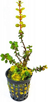 Растение аквариумное Лотос К Ротала (Rotala Colorata)