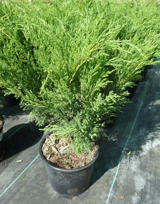 Растение Можжевельник казацкий Blue Sparkle (V21-F23 d70-80 WRB)