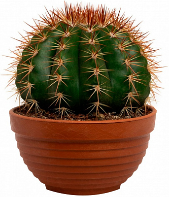 Растение Кактус болкактус микс 20х23 см