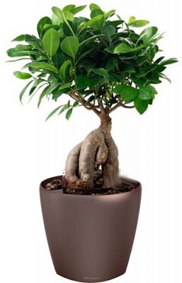 Рослина Фікус Гінсенг у скляній вазі 16х30 см