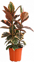 Растение Фикус Эластика Белиз d27/h80