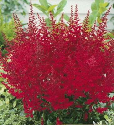 Корневище Яскрава Астильба Anita Pfeifer 1 шт.