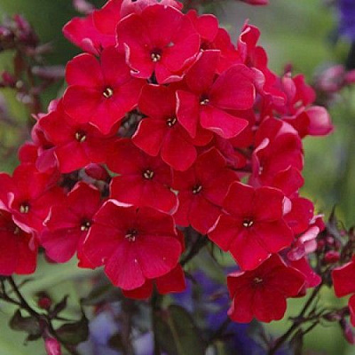 Корневище Яскрава Флокс Starfire 1 шт. 