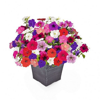 Саджанець Петунія Мікс