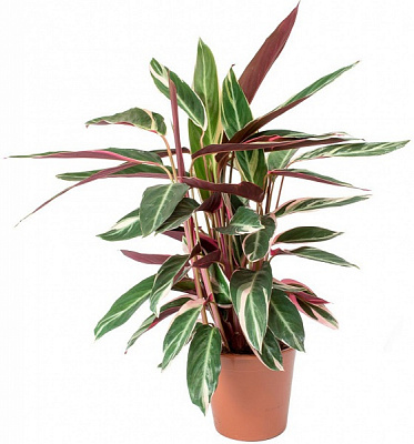 Рослина Строманте d19/h75