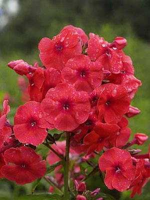 Корневище флокса Джулиглат 1 шт. 