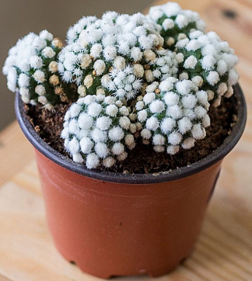 Кактус мамилярия гратилиса d11/h12