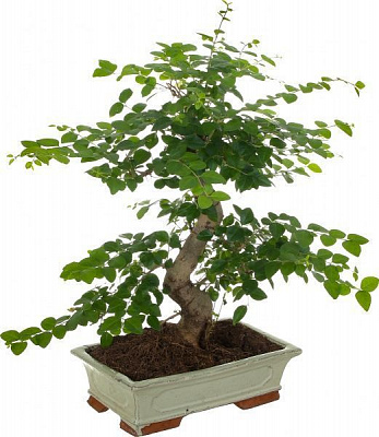 Растение комнатное Бонсай в керамической плошке 35x30 см