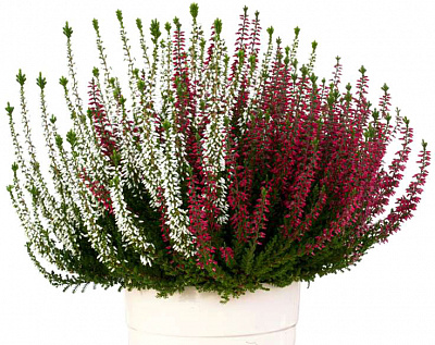 Рослина кімнатна Каллуна 12x20 мікс в одному горщику