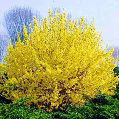 Растение Форзиция Миниголд С2 H20-40