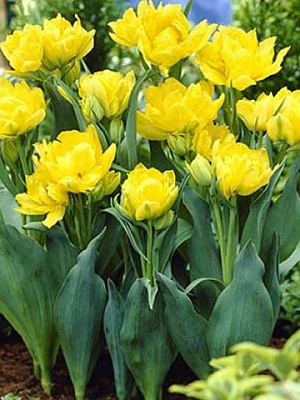 Цибулина тюльпана повного раннього Монте Карло 3 шт.