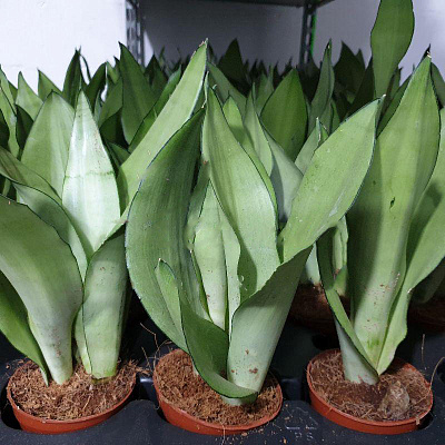 Рослина Сансевієрія 9х25 Moonshine