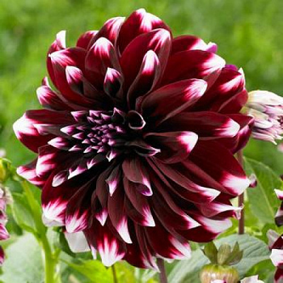 Корнеклубень Яскрава Георгина высокорослая Contraste 