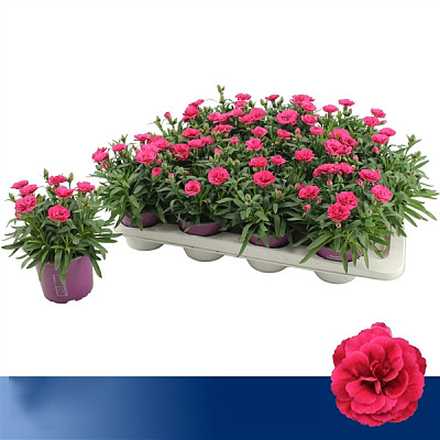 Растение Диантус (гвоздика) 12х25 пурпурный