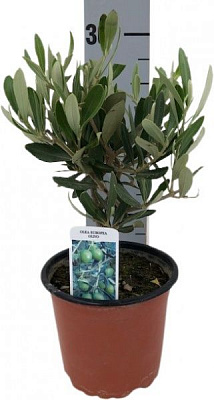 Растение оливка 12х30 см