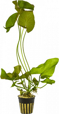 Рослина Німфея Perry's Orange Sunset відро 10 л