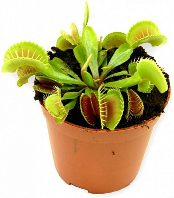 Рослина кімнатна Діонея 9x12 см