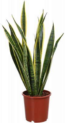 Рослина Сансівьєра Laurentii 17/65