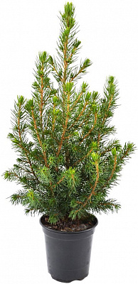 Рослина Ялина Glauca Conica 30 см