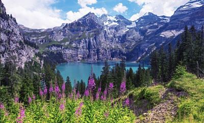 Репродукція Квіти на озері. Швейцарія 60х80 60x80 см Арт Фемелі