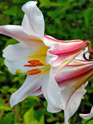 Цибулина TUBERBULB Export B.V. лілії трубчастої Регале 1 шт.