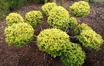 Рослина Падуб городчатий 'Golden Gem'/ Ilex crenata 'Golden Gem' С3/Н20-30