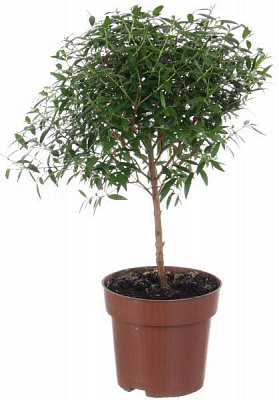 Растение комнатное Мирт на штамбе 12x30 см