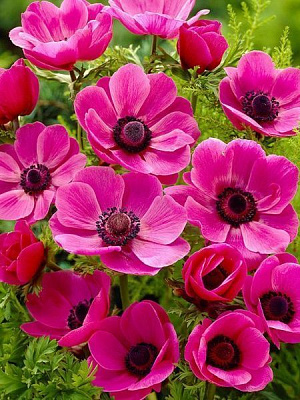 Корнеклубень анемоны Сульфид 5 шт. 