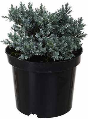 Рослина Ялiвець Blue star C3