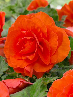 Клубень бегонии махровой Оранжевой 1 шт.