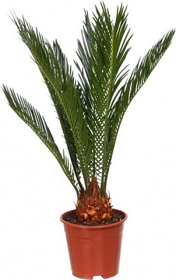 Растение Цикас Revoluta 12х40 см