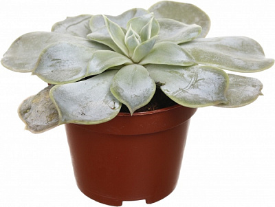 Растение комнатное Эхеверия 7х15 см
