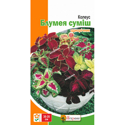 Семена Яскрава колеус Блумея смесь