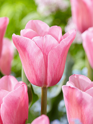 Луковица тюльпана триумф Мистрес 3 шт. TUBERBULB Export B.V.