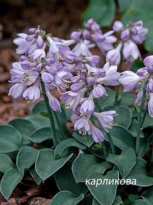 Корневище хосты Блу Маус Иэрс 1 шт. 