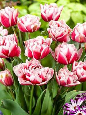 Цибулина тюльпана повного пізнього Шанделер 3 шт.