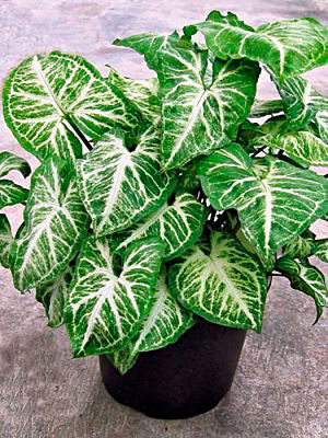 Растение комнатное Сингониум White Butterfly подвесной 19/40