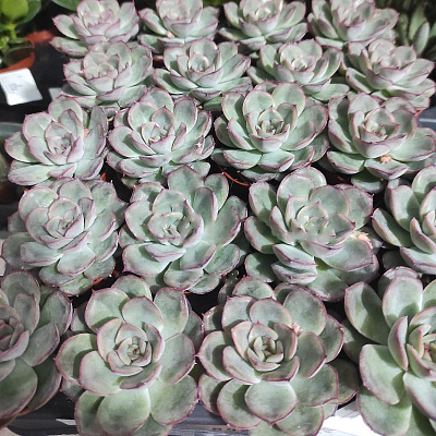 Растение Эхеверия 5х8 Mystery