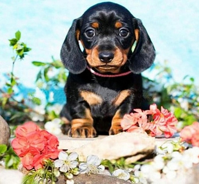 Набор для творчества Маленький охранник 30x30 см 188712 Діамантові ручки 