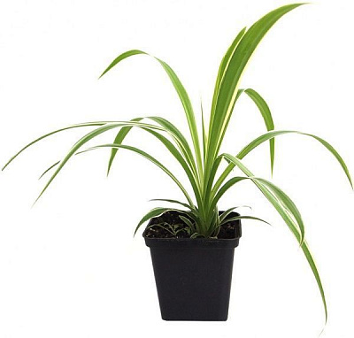 Растение Хлорофитум хохлатый