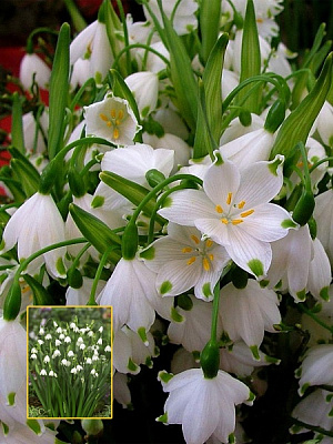 Луковица TUBERBULB Export B.V. белоцветника 3 шт. 